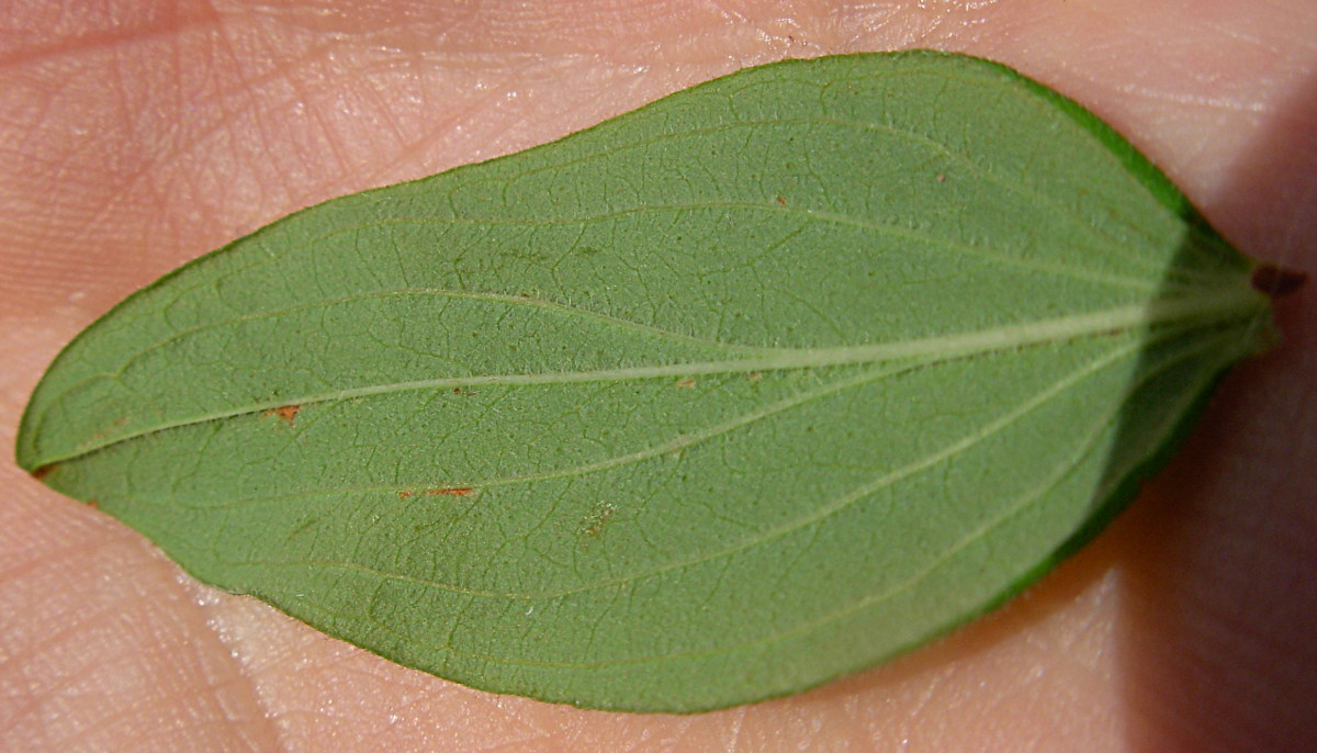 Hypericum hirsutum L.